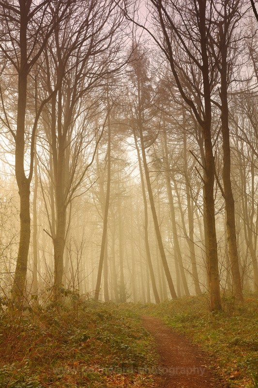 Misty Wood near Durham   ref 7095 - County Durham