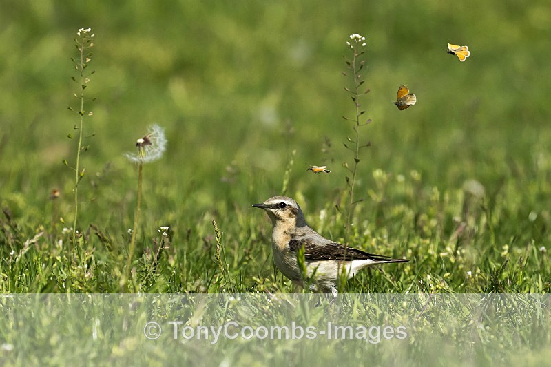 Wheatear (f) - Well Hide & Falcon Tower Hide