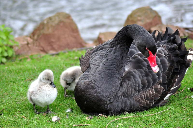 Black Swan and four day old cygnets at Dawlish in South Devon - Dawlish and Black Swans