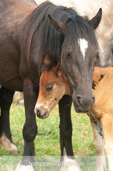 Mother and young foal, Ireland - IRISH FARM ANIMALS