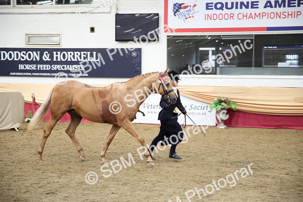 SBM_24750 - Class 906 - Supreme Final - Ridden Pre Vet