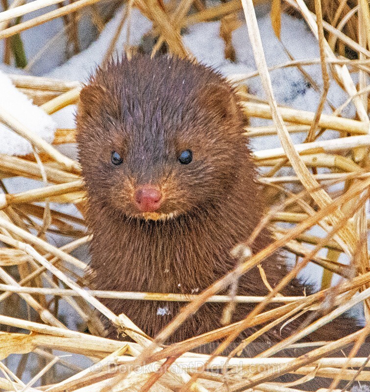American Mink Mustela vison - Mammals, Reptiles & Amphibians