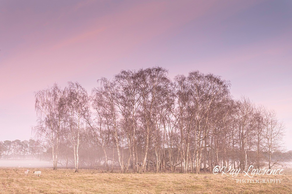 RLP_6277-586 - Close to Home