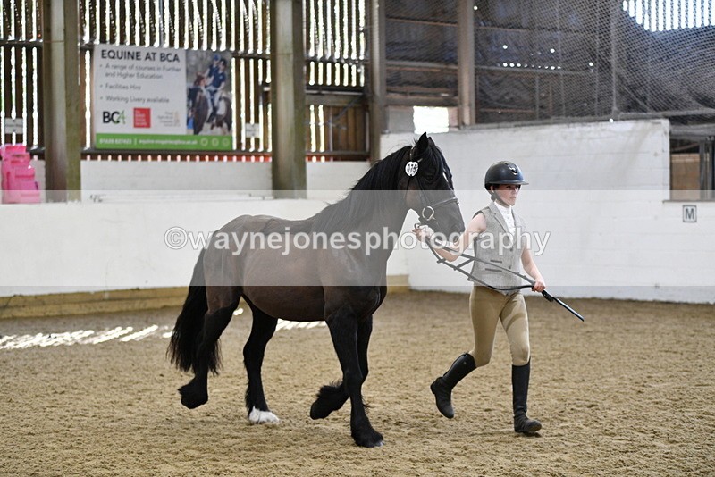 WJ5_4559 - Class 3 Part Bred In hand