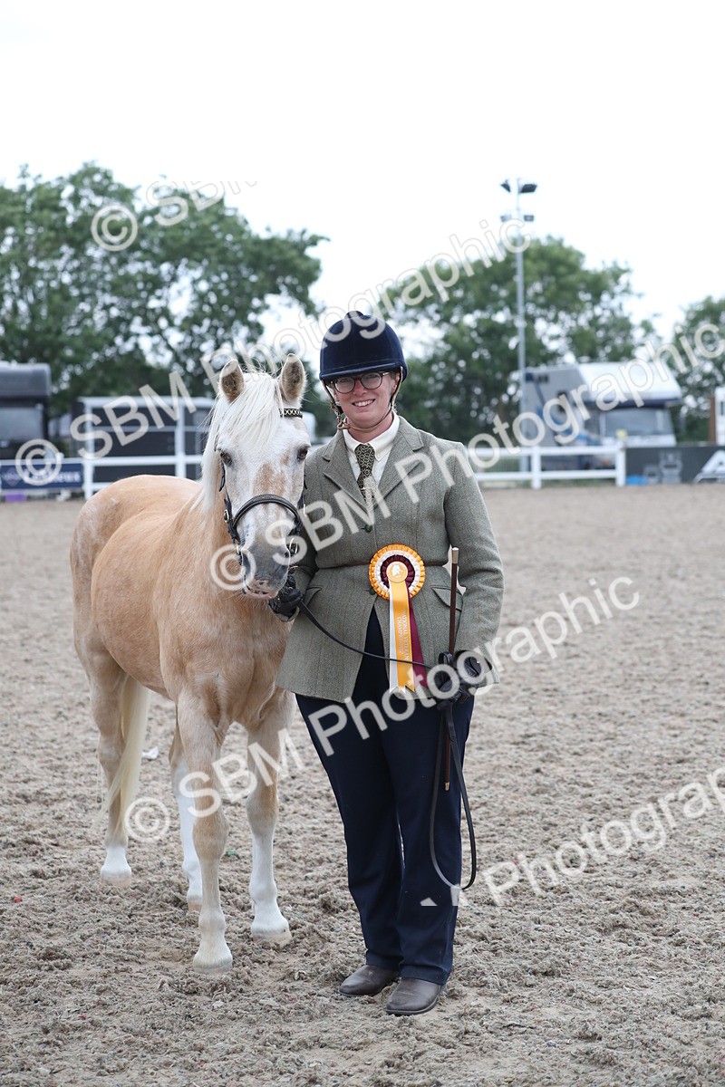 SBM_18010 - Class 317 IH Pure bred Horse/Pony