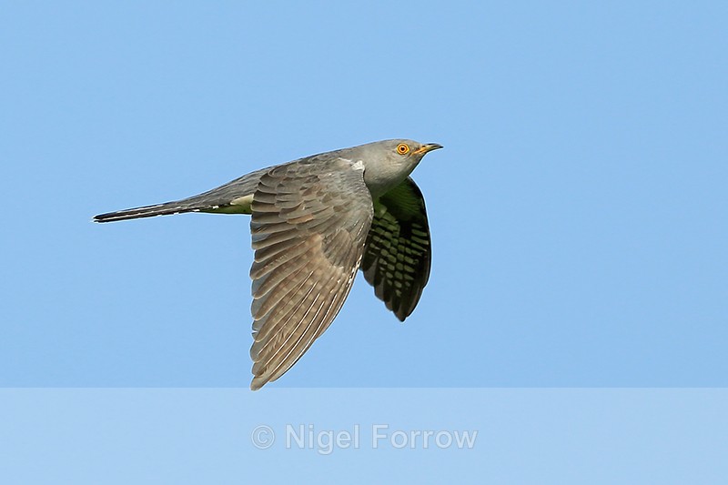 Cuckoo (male) flying, Otmoor RSPB - Cuckoo