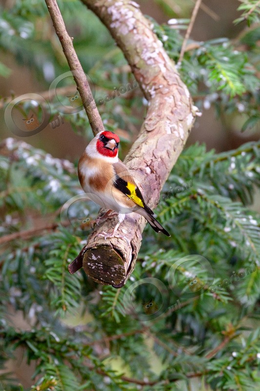 goldfinch Carduelis carduelis-3394 - UK birds