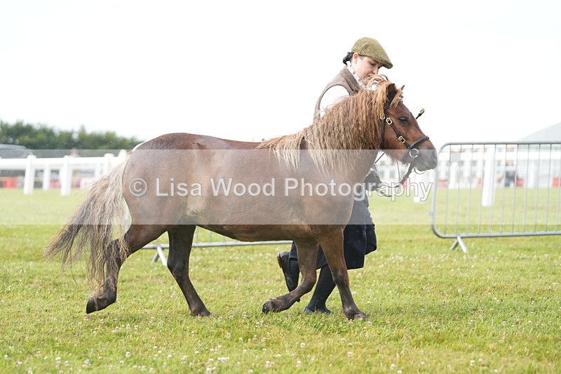 DSC04660 - Class 46: NPS Shetland Youngstock