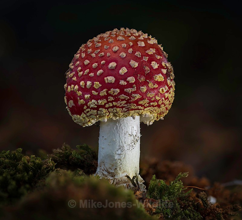 Fly agaric, Cholmondeley castle - AUTUMN 2025 FUNGI/MUSHROOMS