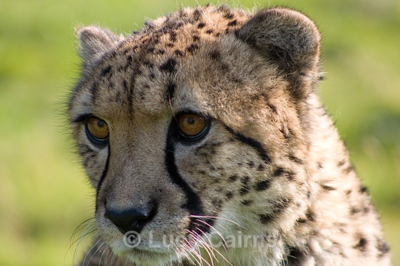 - Big Cats