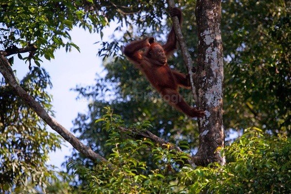 Bornean young male orangutan in tree, Sarawak_007 - Boreno