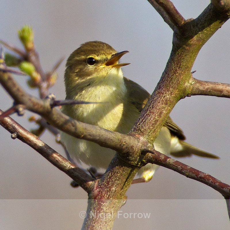 Singing Willow Warbler - Willow Warbler
