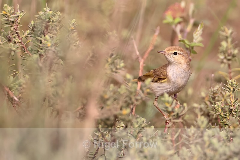 Western Bonelli's Warbler perched, Claret, Spain - Western Bonelli's Warbler
