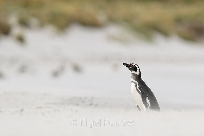 Magellanic Penguin, Carcass Island, Falklands - Magellanic Penguin
