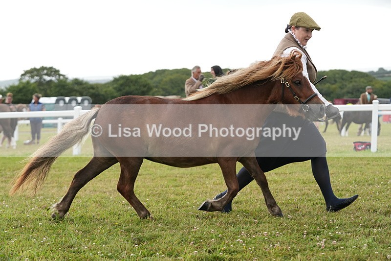 DSC04590 - Class 46: NPS Shetland Youngstock