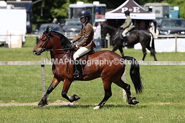 IMG_3741 - Working Hunter