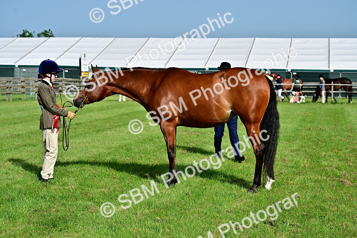 SBM_01038 - Class 46-49 - Arab and Part Bed-Anglo Arab In Hand