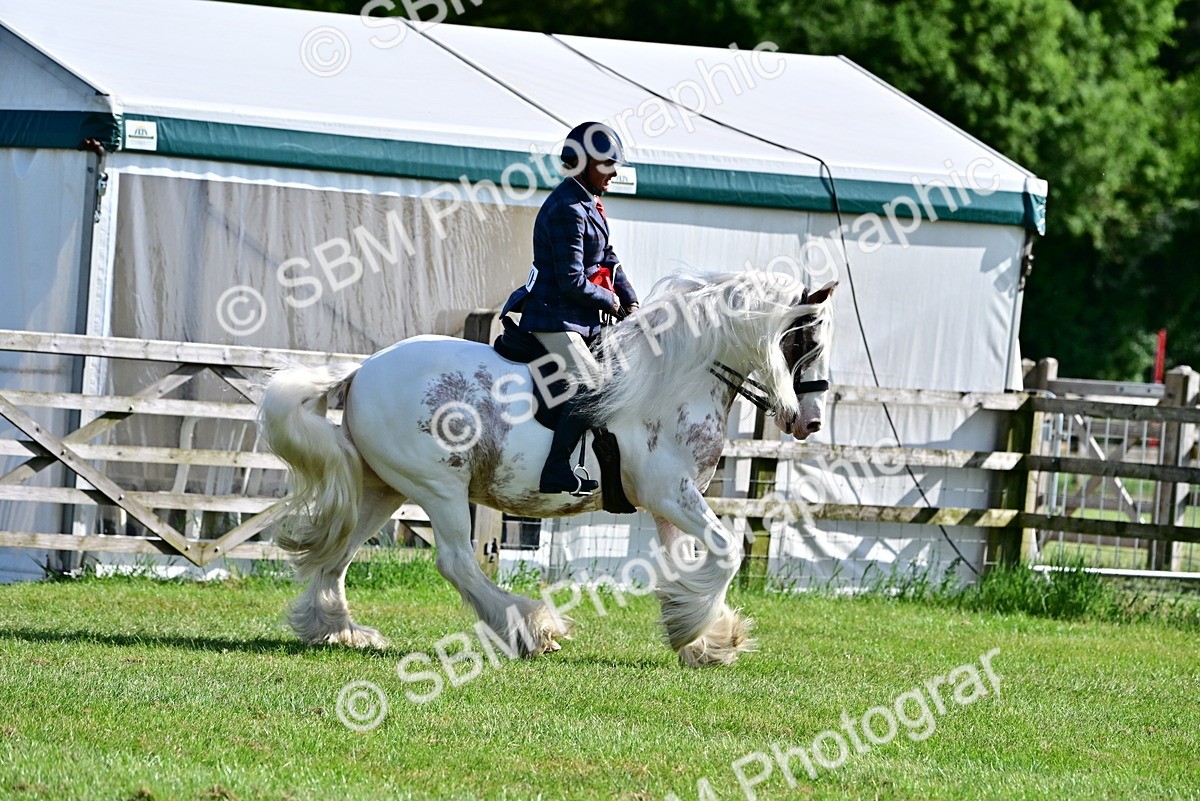 SBM_09517 - Class 63-65 - Traditional Gypsy Cobs In Hand & Ridden
