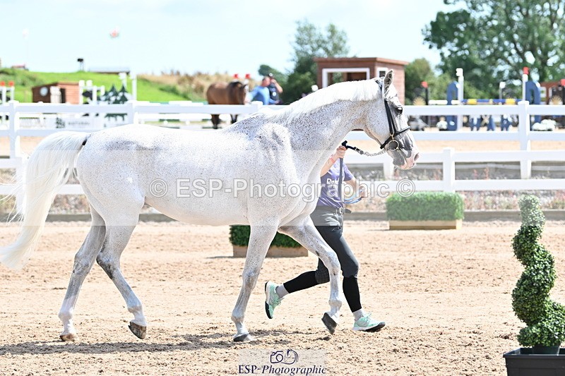 240717A-152124-02781 - Trot Up 3pm to 4pm