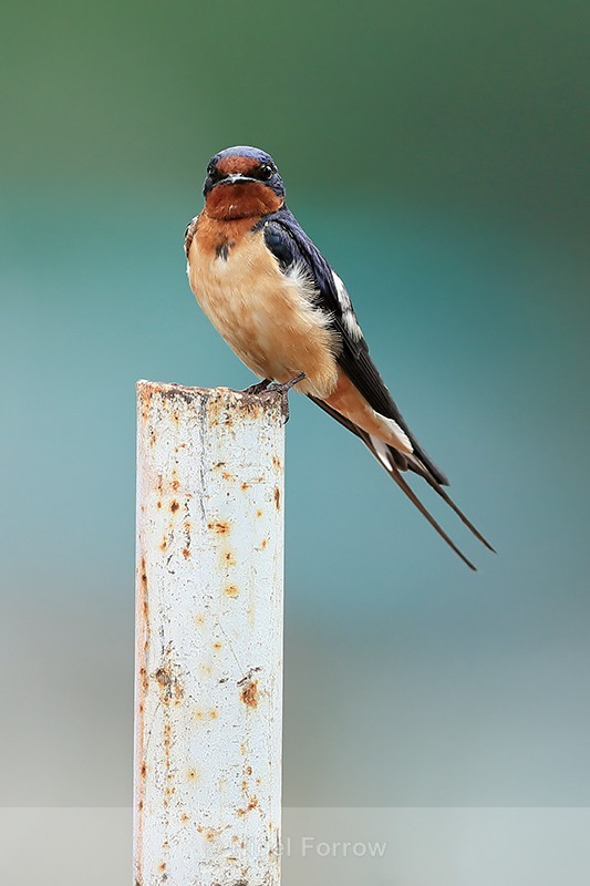 Barn Swallow (male) perched on pole, Minnesota, USA - Barn Swallow