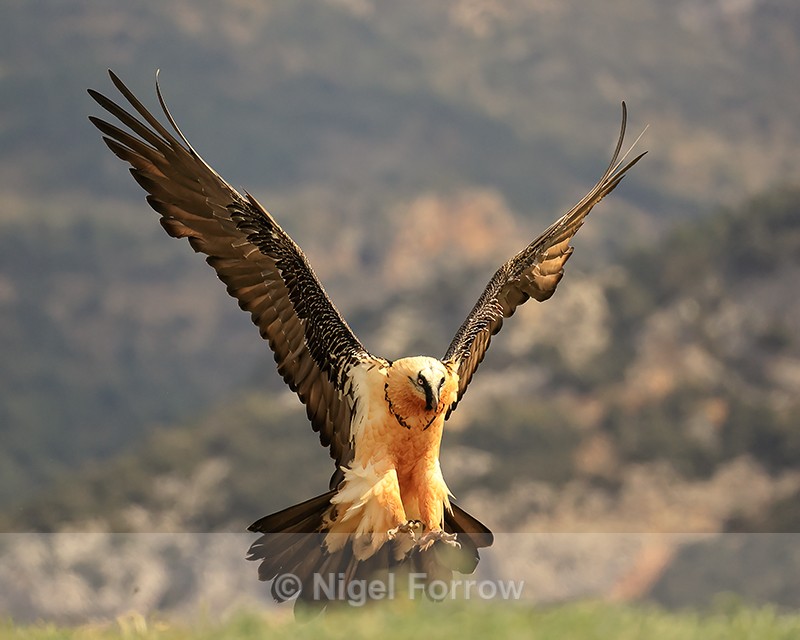 Lammergeier landing talons extended, Catalonia, Spain - Lammergeier