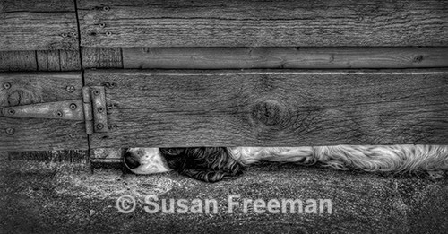 Under the Fence