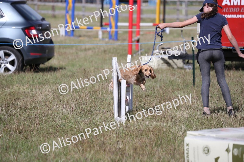 20260906-3457 - Class 34 - Dog Agility