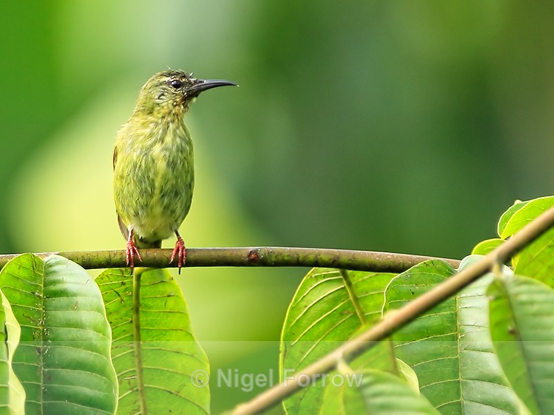 Red-legged Honeycreeper, Costa Rica - Red-legged Honeycreeper
