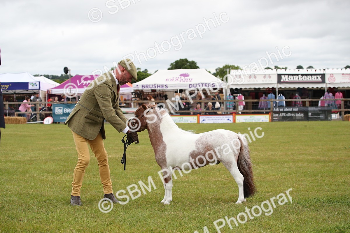 SBM_03775 - Class 23-25 - British Miniature Horse of the Year
