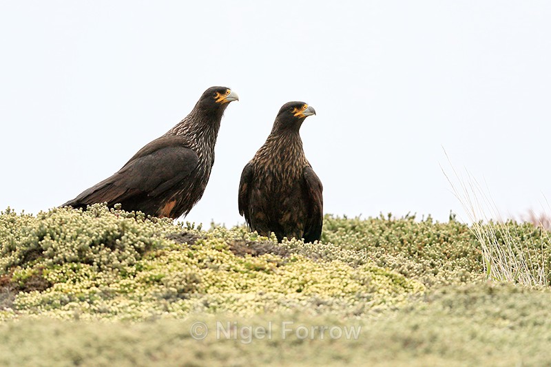 Striated Caracara pair, Carcass Island, Falklands - Striated Caracara