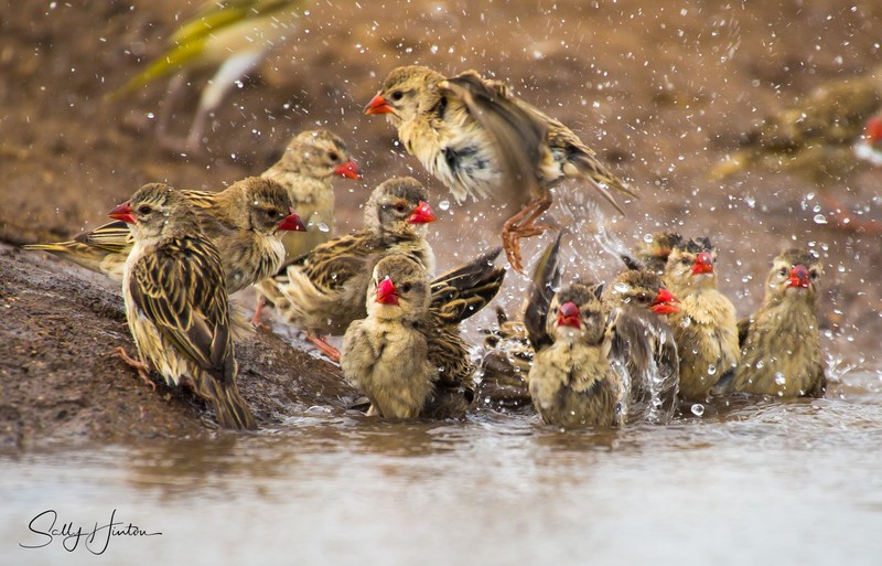 Red-billed Quelea Bathing