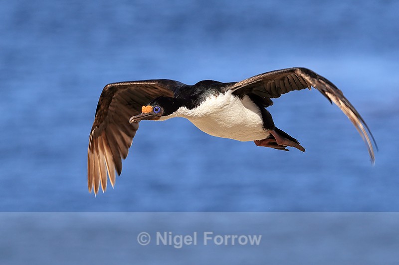 Imperial Shag flying, Carcass Island, Falklands - Imperial Shag