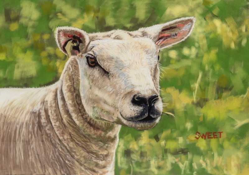 Texel - Paintings