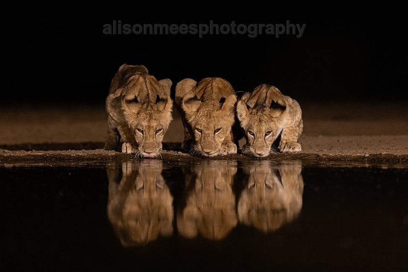  - African Safaris