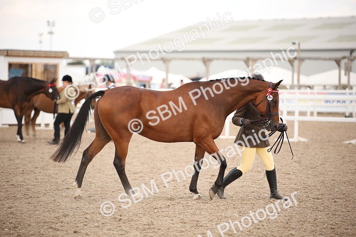 SBM_08231 - Class 27 - IH Competition Horse-Pony