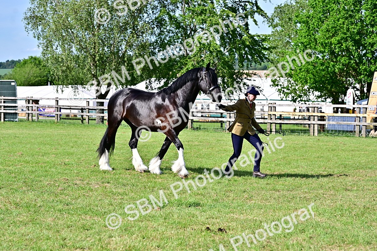 SBM_10019 - Class 63-65 - Traditional Gypsy Cobs In Hand & Ridden