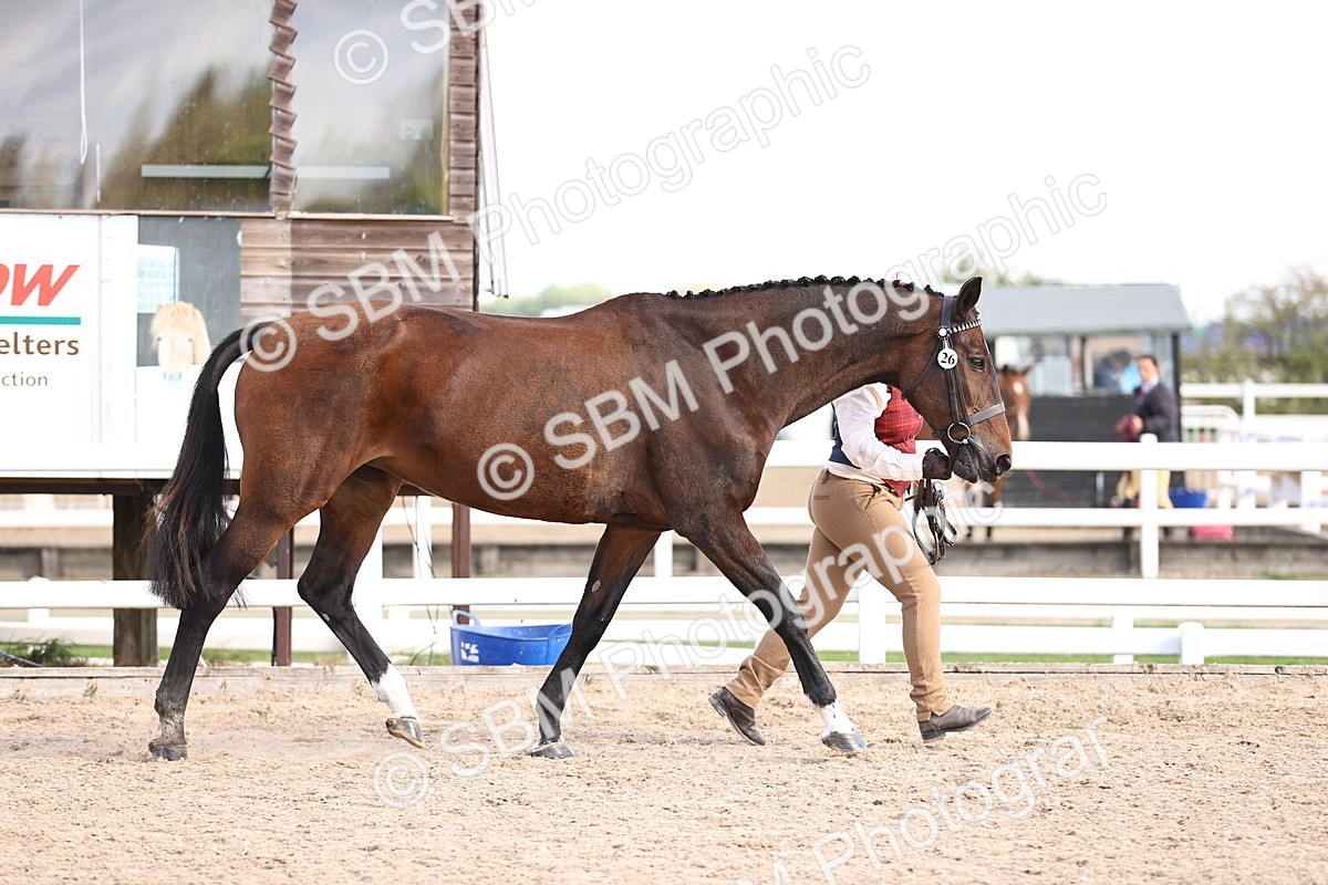 SBM_11505 - Class 407 - IH Hack-Riding Horse