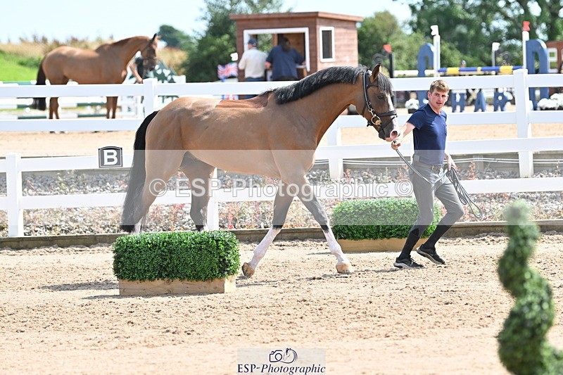 240717A-151701-02714 - Trot Up 3pm to 4pm