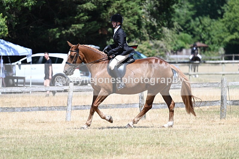 WJ7_3015 - Class 7 Riding Club Show Horse