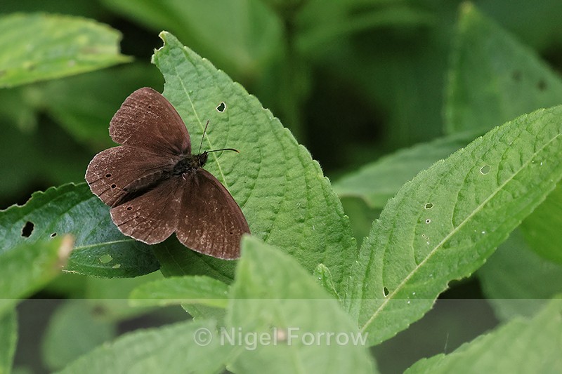 Ringlet, Warburg Nature Reserve, Chiltern Hills, Oxfordshire - INSECTS