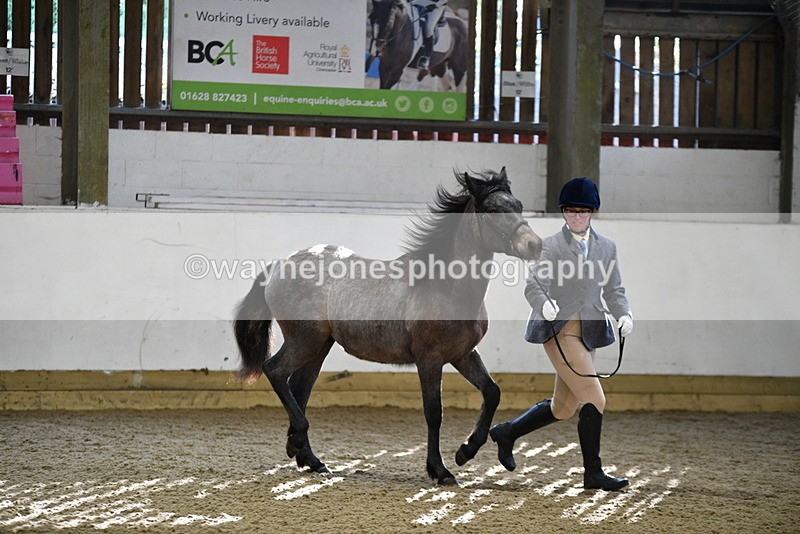 WJ5_3405 - Class 1 Youngstock