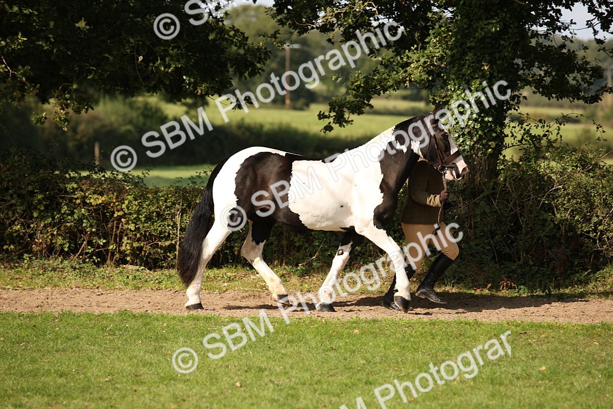 SBM_61184 - S54 - Show Cob In Hand