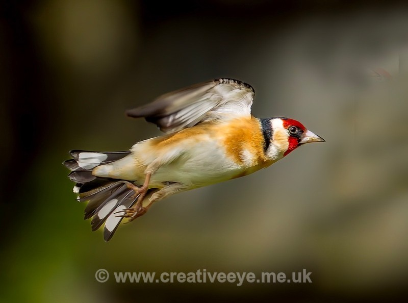 No. 0101 Goldfinch - Animal world