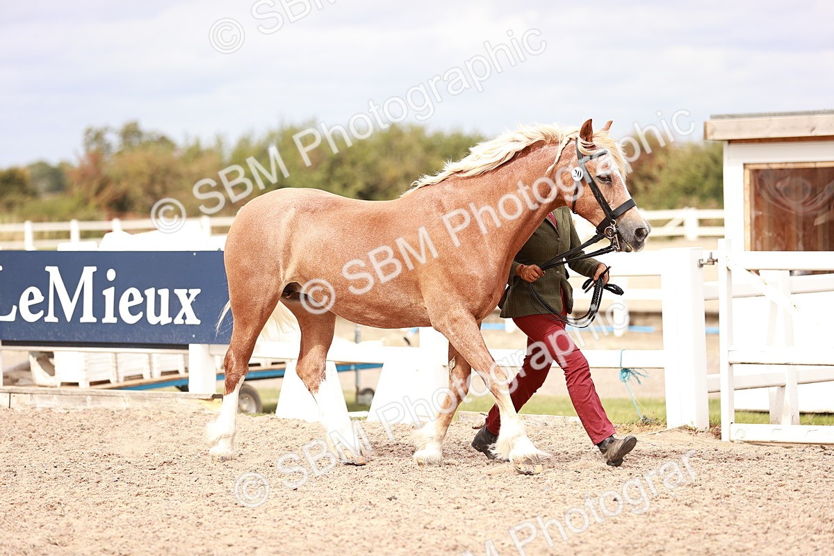 SBM_16317 - Class 413 - Best Condition - Adult