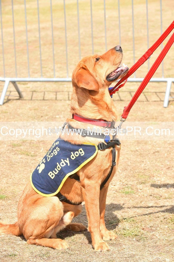 SH4_0212 - Dog show.