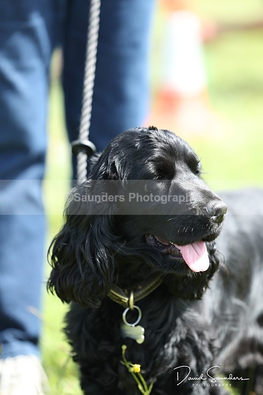 SPXX0552 - Dog show