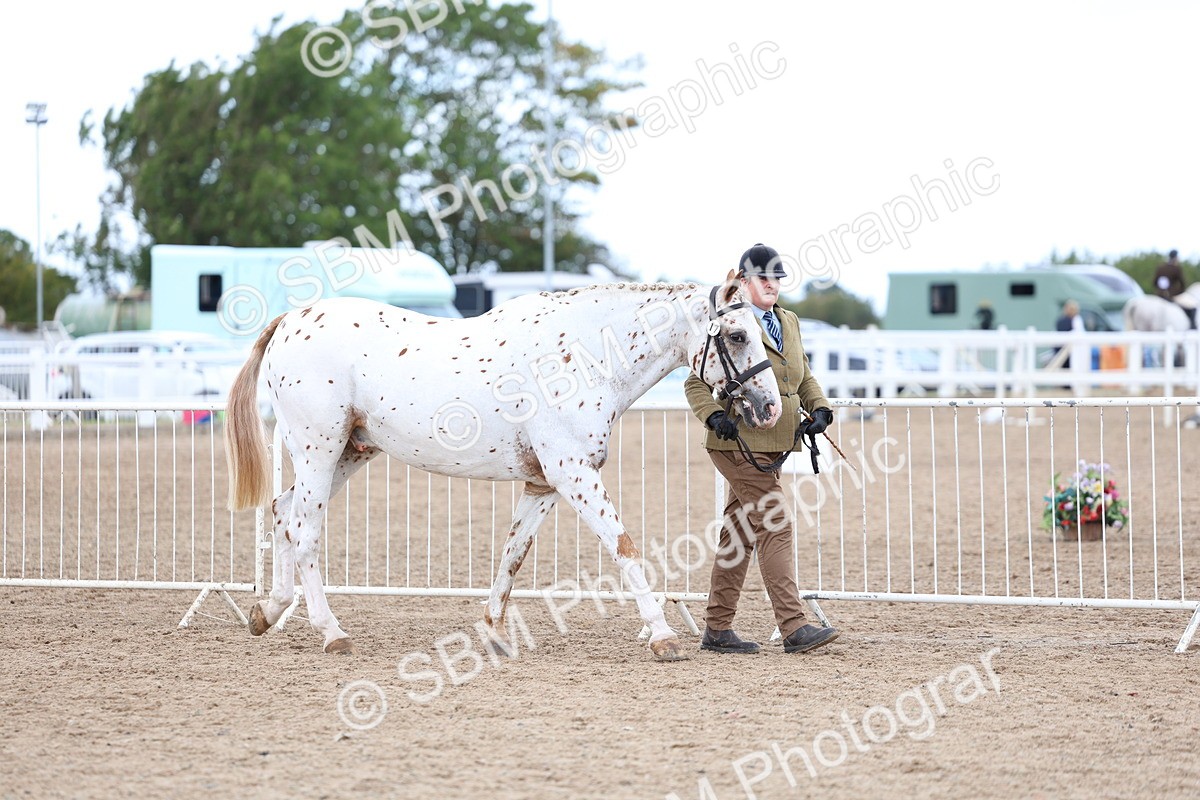 SBM_05004 - Class 27 - IH Competition Horse or Pony