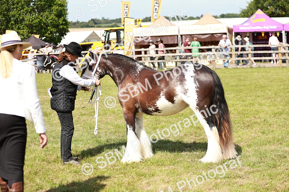 SBM_08600 - Class 63-65 - Traditional Gypsy Cobs In Hand & Ridden