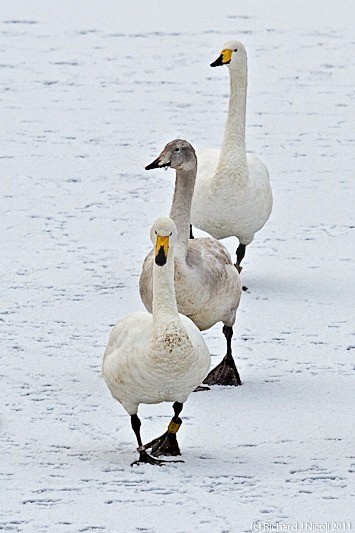 Whooper Swans (Cygnus cygnus) - LRPS Panel