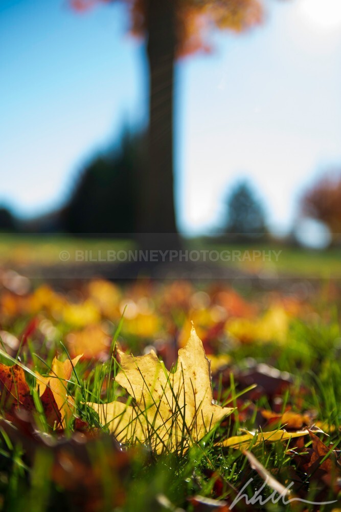 DSC_3553 - Autumn